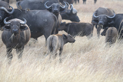 african buffalo3.jpg