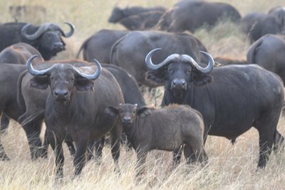 african buffalo4.jpg