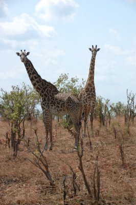 giraffe1.jpg