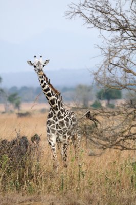 giraffe2.jpg