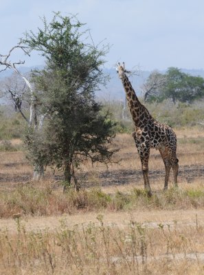 giraffe3.jpg