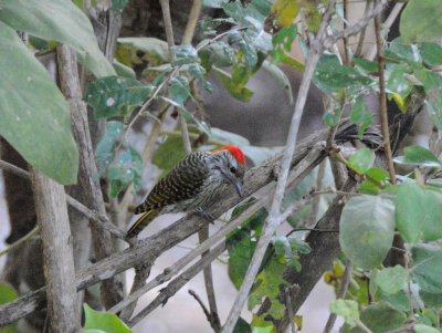 golden-tailed woodpecker.jpg