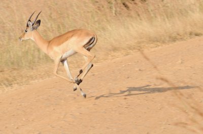 impala6.jpg