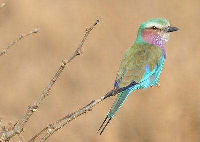 lilac-breasted roller1.jpg