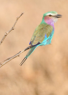 lilac-breasted roller2.jpg