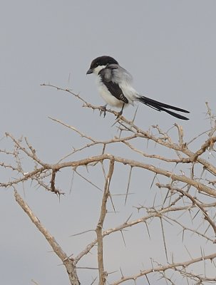 long-tailed fiscal.jpg
