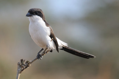 long-tailed fiscal1.jpg