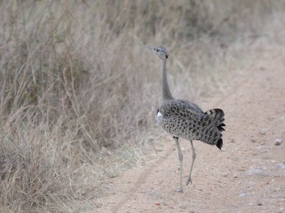 spotted thick-knee.jpg