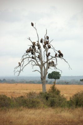 vultures1.jpg