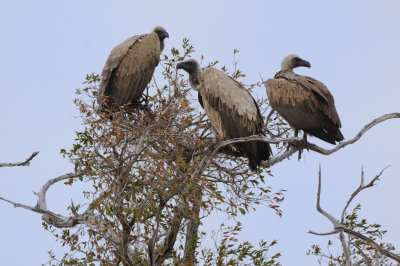 white-backed vulture2.jpg