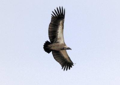 white-backed vulture5.jpg