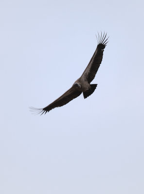 white-backed vulture6.jpg
