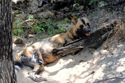 african hunting dog13.jpg