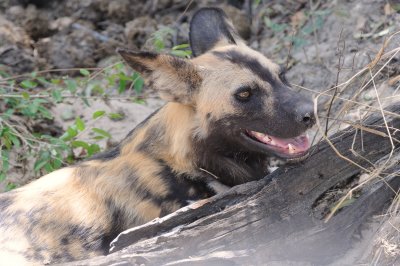 african hunting dog14.jpg