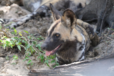 african hunting dog17.jpg