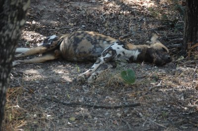 african hunting dog4.jpg