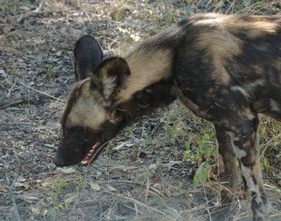 african hunting dog5.jpg