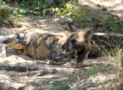 african hunting dog7.jpg