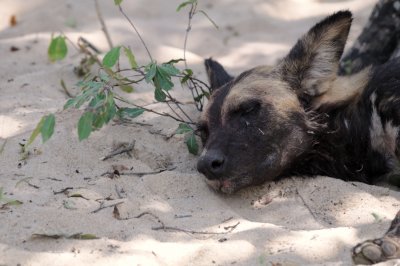 african hunting dog9.jpg