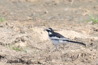 african pied wagtail.jpg