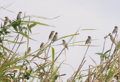 canaries.jpg