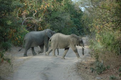 elephant1.jpg