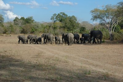elephant10.jpg