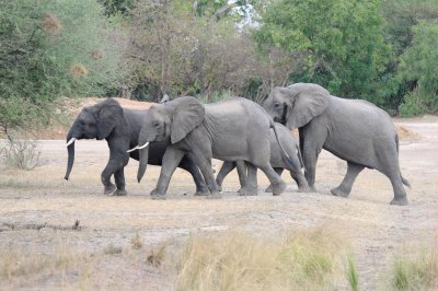 elephant13.jpg