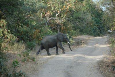 elephant3.jpg