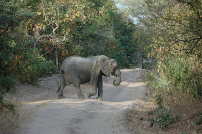 elephant4.jpg