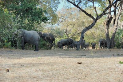 elephant5.jpg