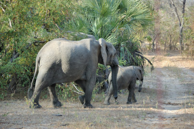 elephant8.jpg