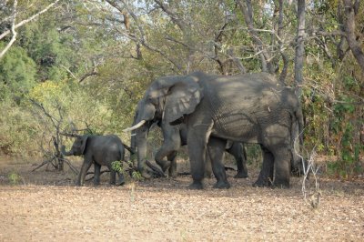elephant9.jpg