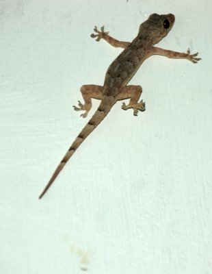 gecko.jpg