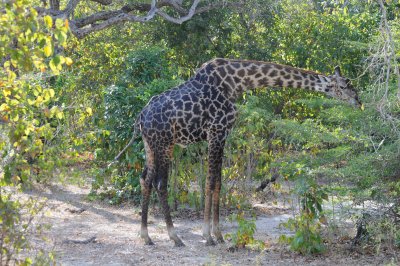 giraffe 14.jpg