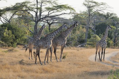 giraffe 16.jpg