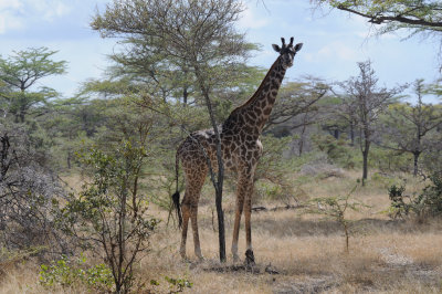 giraffe18.jpg