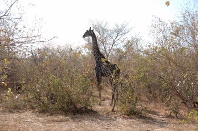 giraffe2.jpg