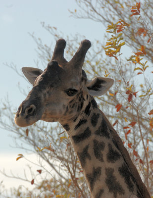 giraffe3.jpg