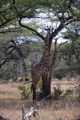 giraffe5.jpg