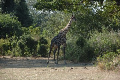 giraffe9.jpg