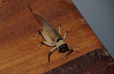 grasshopper.jpg