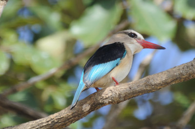 grey-headed kingfisher1.jpg