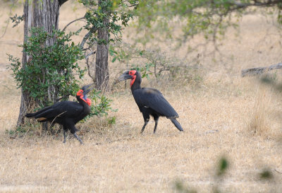 ground hornbill.jpg