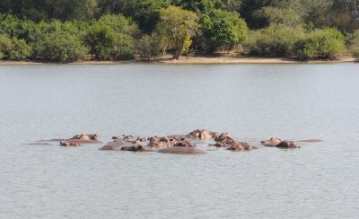hippo1.jpg