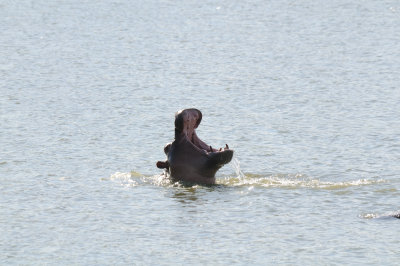 hippo5.jpg