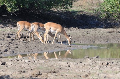 impala1.jpg