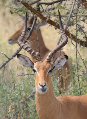 impala2.jpg