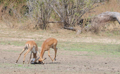 impala3.jpg