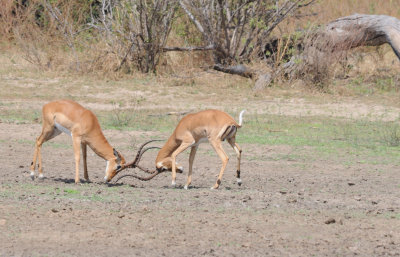impala4.jpg